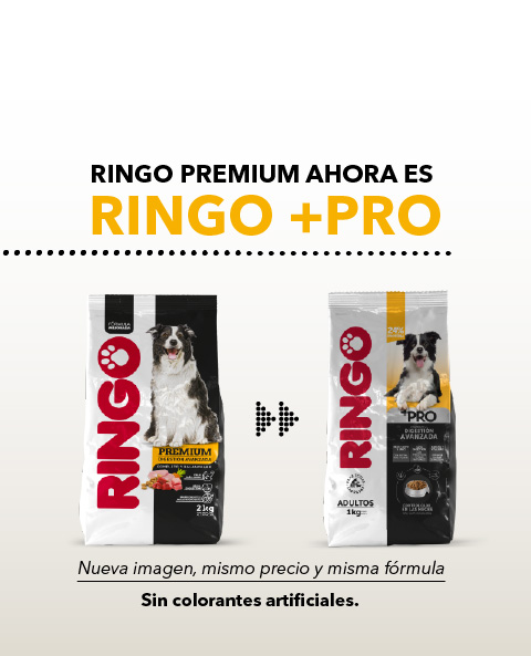 Ringo + Pro adultos